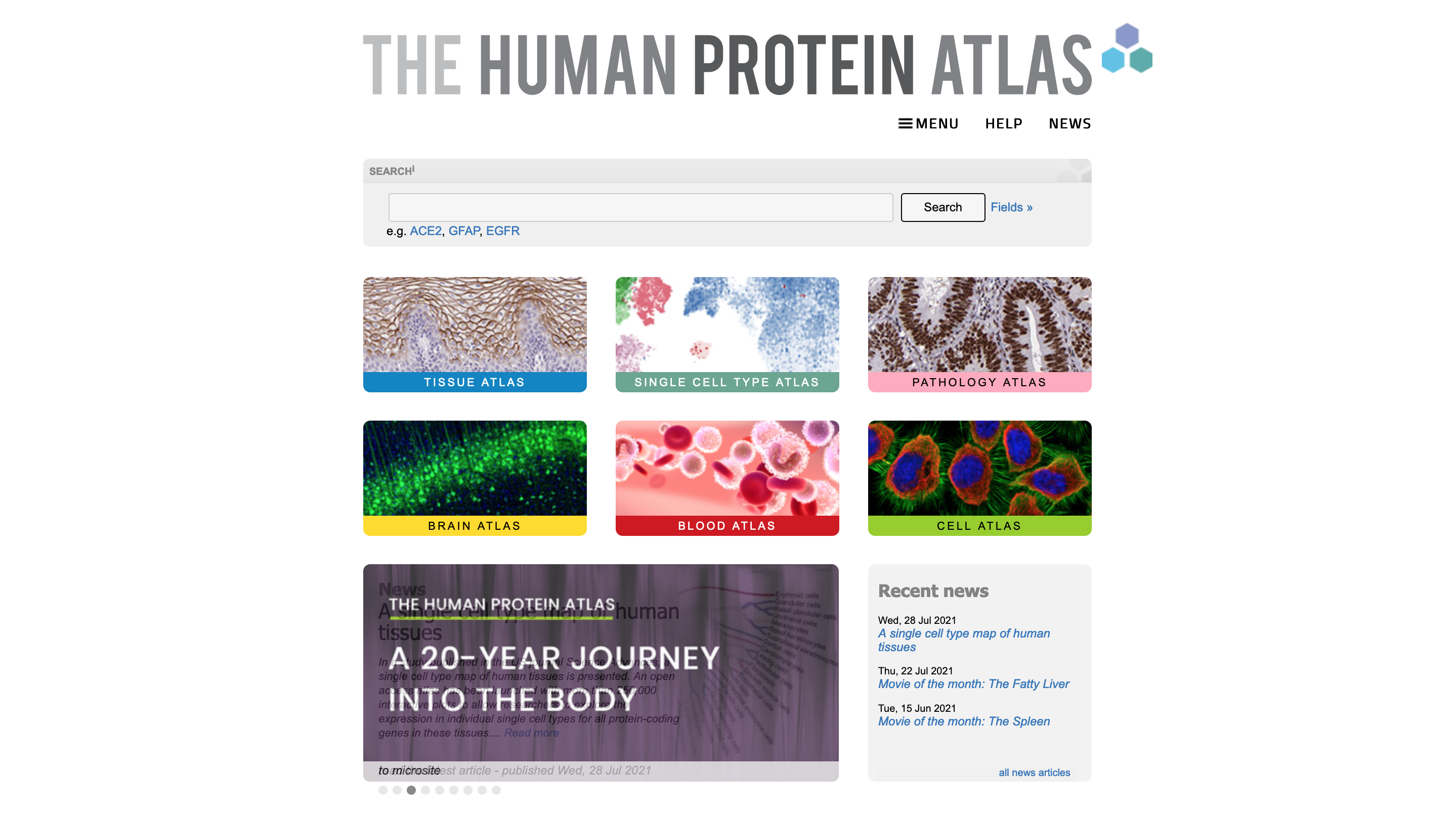 The human brain - The Human Protein Atlas